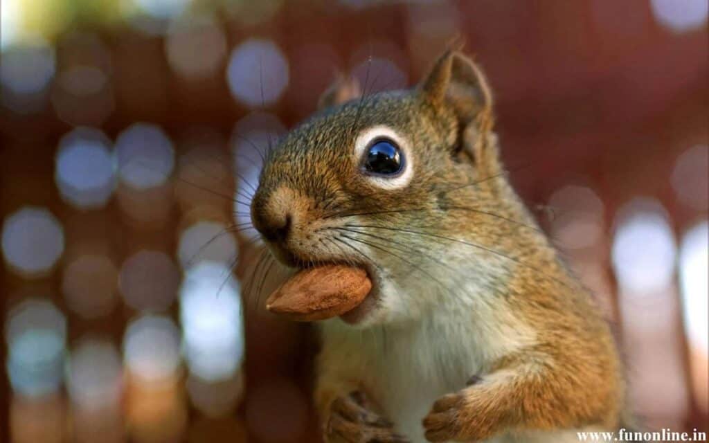 28 Almonds! Can Squirrels Eat Almonds? (Shelled or Unshelled?)