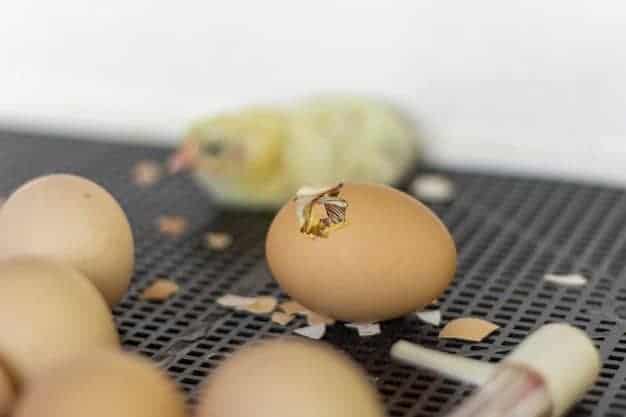 How Long Can Incubated Eggs Go Without Heat?