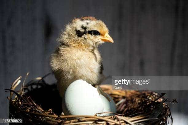 Chicken Eggs Not Hatching After 24 Days