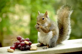 10 Grapes! Can Squirrels Really Eat Grapes & Seeds? How Many?