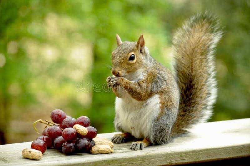 10 Grapes! Can Squirrels Really Eat Grapes & Seeds? How Many?