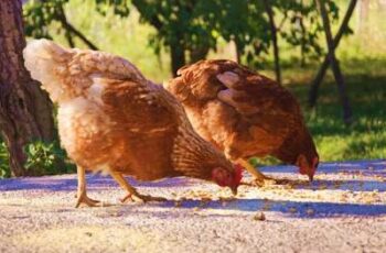 Yummy! Can Chickens Eat Salmon? Raw or Cooked? Fish Eggs? (Video)