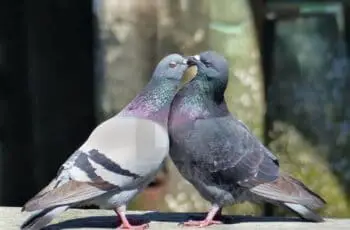 Kissing! How Do Pigeons Mate? How Do Hug? (Video)