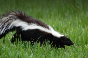 Is Skunk Smell In House Dangerous? (5 Places Where Is It Coming From)