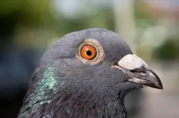 5 Colors! How Good Is Pigeon Eye? Can Pigeon See Color?