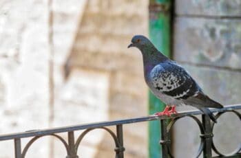 3 Proven Ways: How To Keep Pigeons Away From Balcony (Videos)