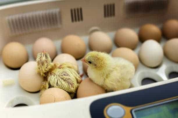 Chicken Eggs Not Hatching After 24 Days