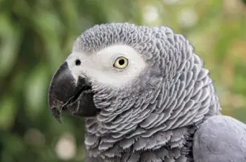 60 Years!! African Grey Parrot Lifespan: How Long Do African Greys Live?