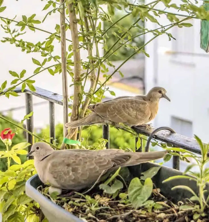 3 Proven Ways How To Keep Pigeons Away From Balcony (Videos)