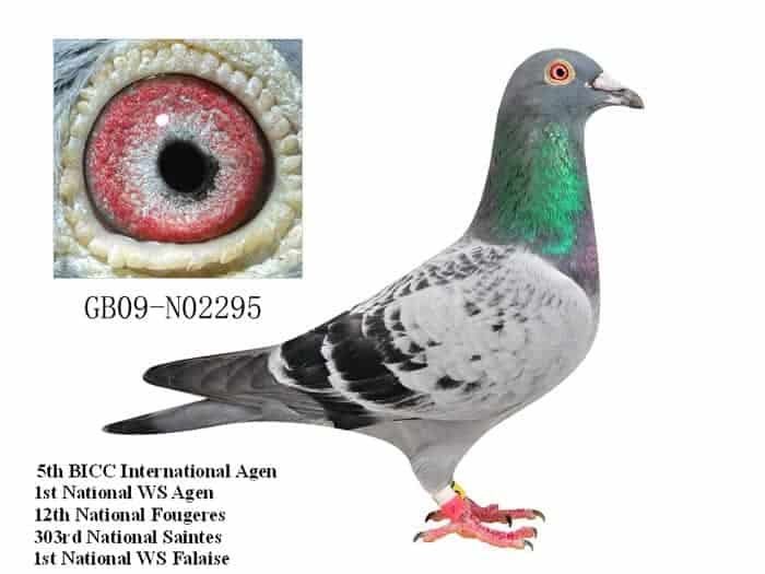 5-colors-how-good-is-pigeon-eye-can-pigeon-see-color-into-yard