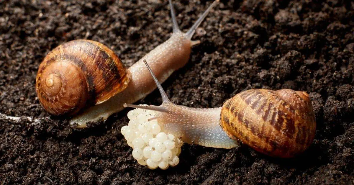 500+ Eggs! How Many Eggs Do Snails Lay? (Video) Into Yard