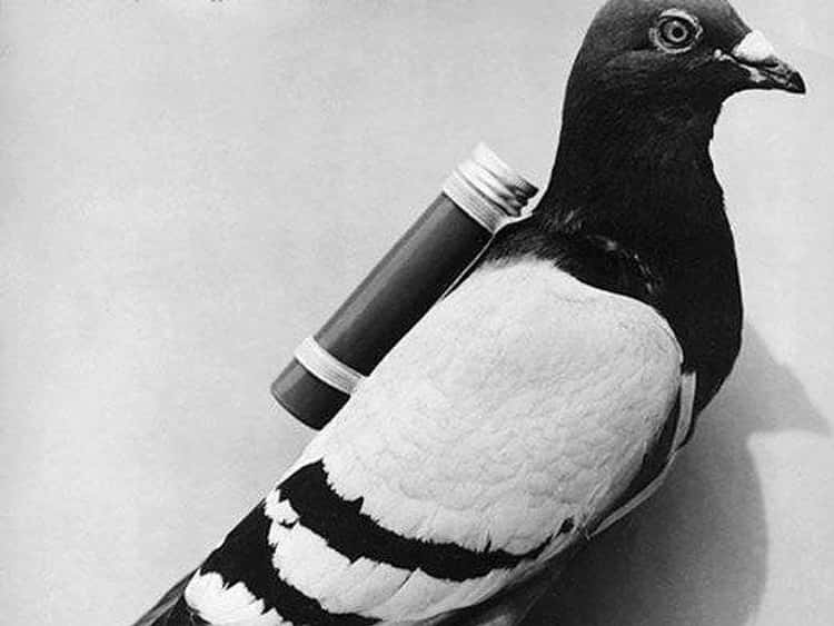 What Does Carrier Pigeon Mean In English