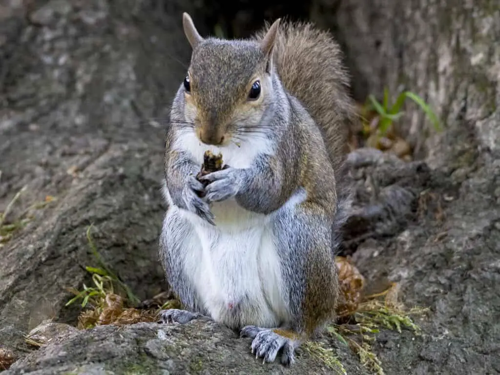 Do Squirrels Really Eat Cicadas? (How Do Squirrels Catch Cicadas?)