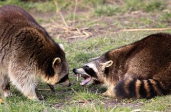 Oh No! What Sounds Raccoons Make When Fighting? (Racoons Fighting Sounds)