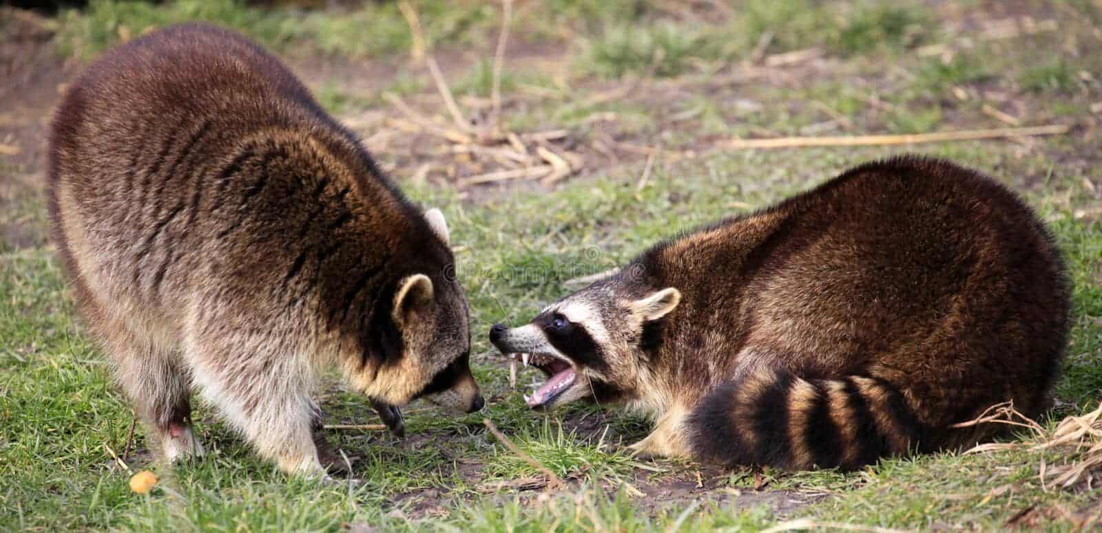 oh-no-what-sounds-raccoons-make-when-fighting-racoons-fighting-sounds