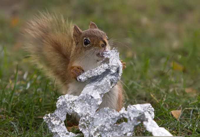 What Do Squirrels Hate The Most? What Is The Best Way To Repel?