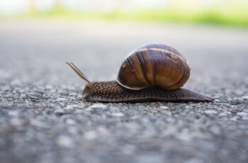 How Fast Is A Snail Actually? 78.72 Feet A Day! Really?