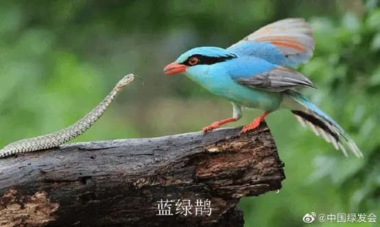 What Is The Main Characteristic Shared By Snakes & Birds
