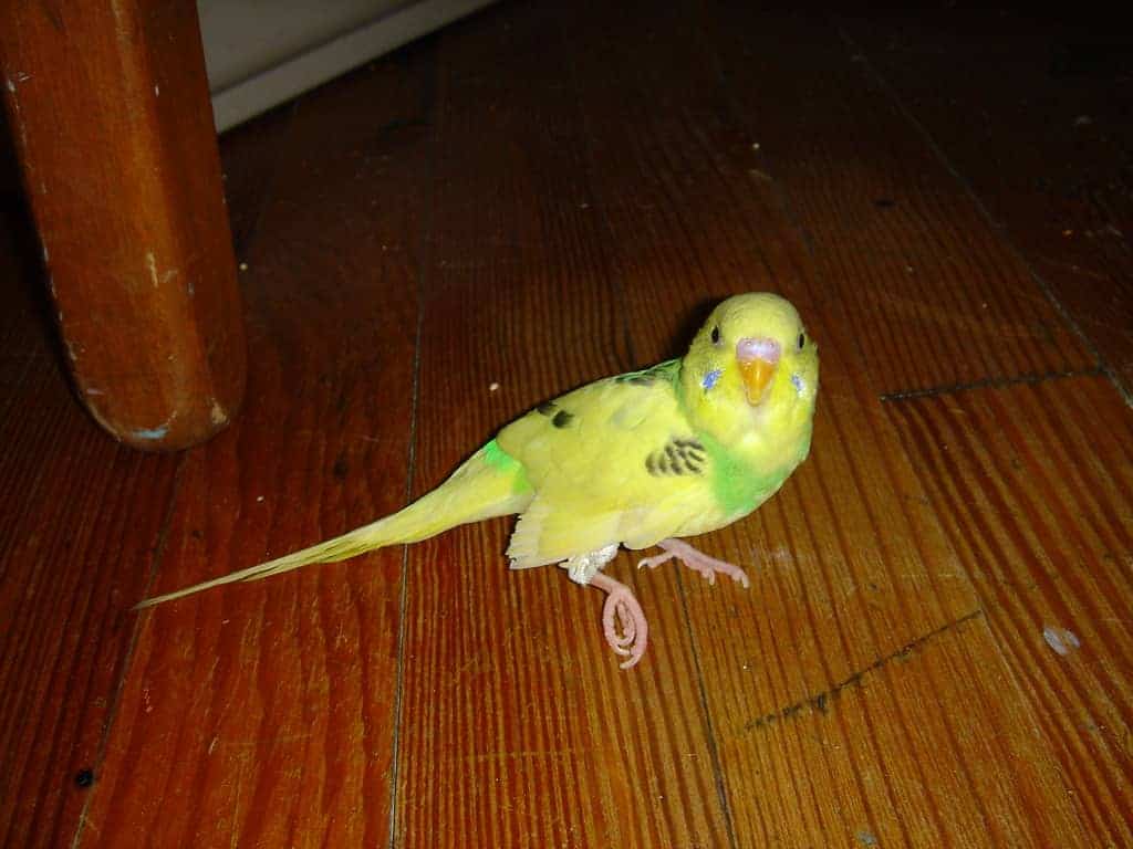 can-a-bird-with-broken-leg-heal-on-its-own-how-long-into-yard