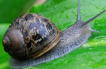 Find Out: How To Tell If A Snail Is Pregnant? Aww!