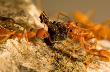 How Do Ants Find Food So Fast & So Far Away? Impressive!