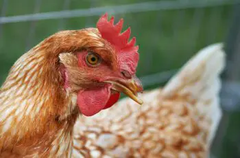 Why Chickens Is Foaming At The Mouth? 3 Things! (Solution)