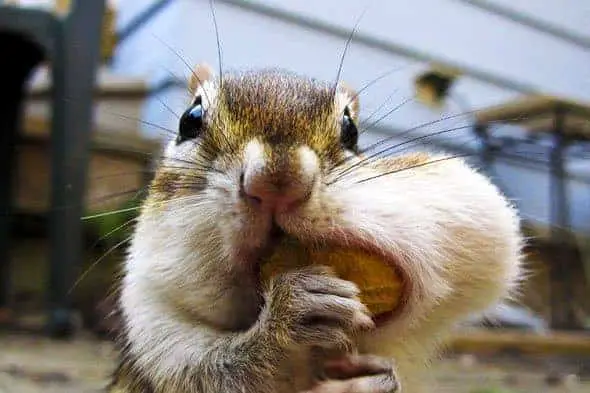 How Many Nuts Can A Squirrel Hold In Its Mouth
