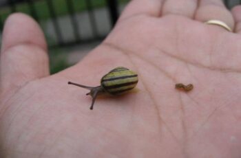 Wow! What Does Snail Poop Look Like? How Do Snails Poop? (Photos)