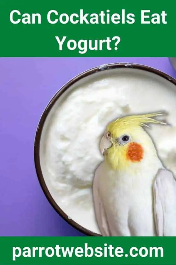 Can Birds Eat Yogurt