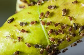 What Do Aphids Look Like? No Way! 3 Ways to Get Rid of!