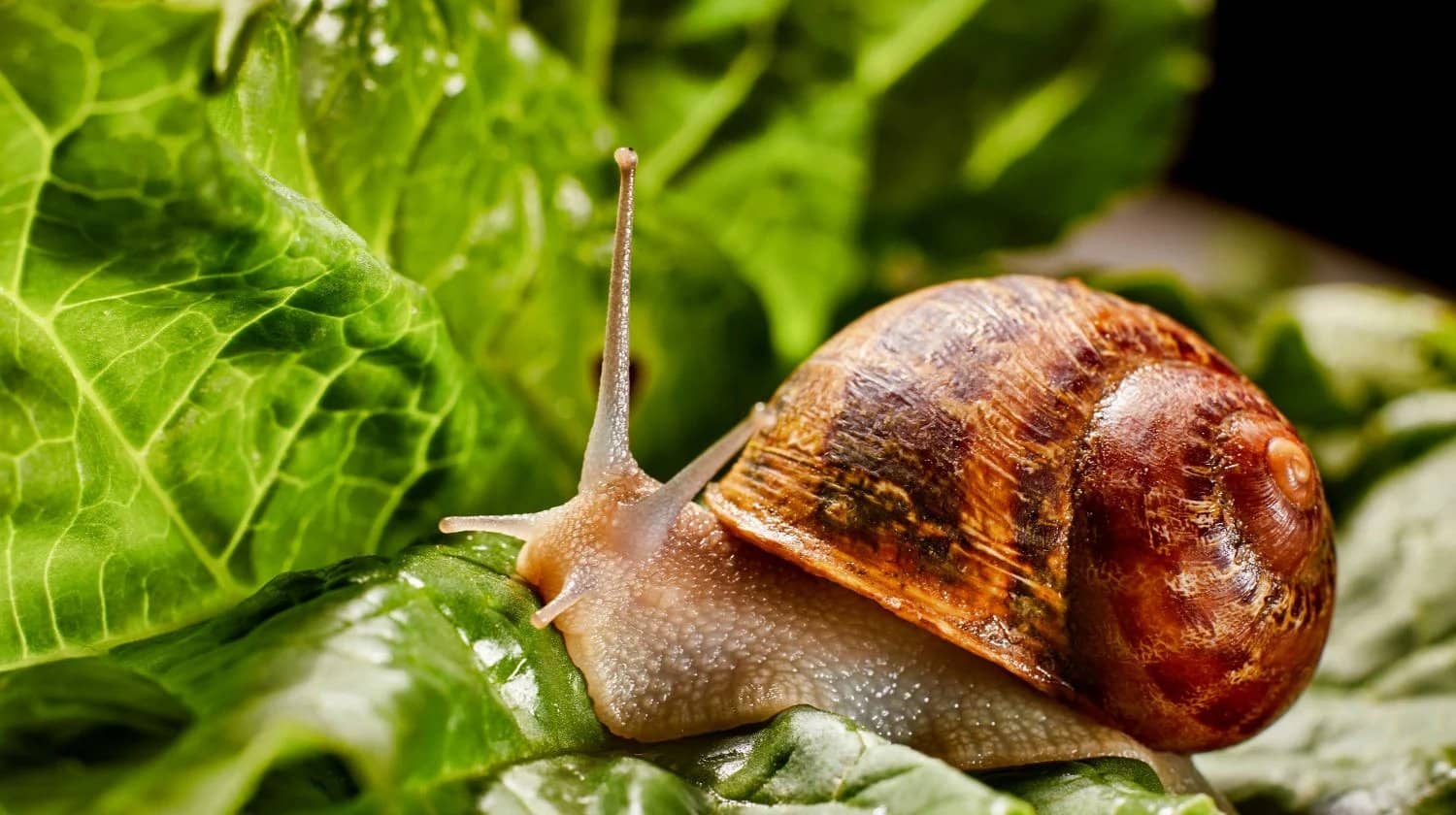 Wow! What Does Snail Poop Look Like? How Do Snails Poop? (Photos)