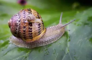 How Fast Does a Snail Move Actually? 39 Inches Per Hour!