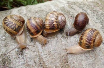 What Color Is A Snail Itself & Snail’s Shell? & Tail?