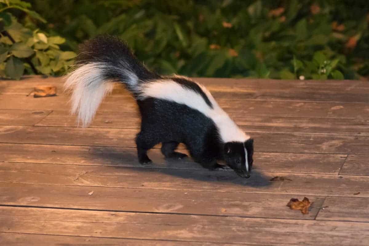 How Old Are Skunks When They Can Spray