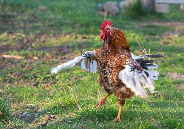 Why Do Roosters Flap Their Wings