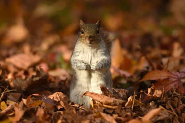  What Do Squirrels Hate The Most? What Is The Best Way To Repel?