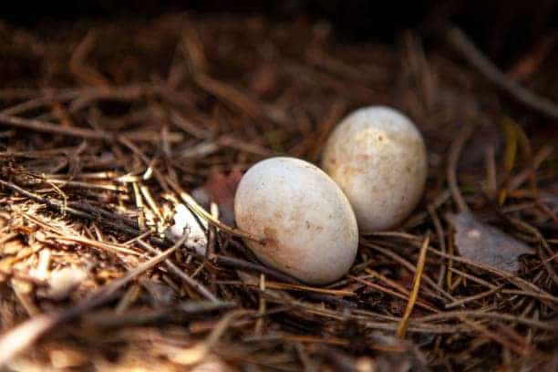 How To Tell If A Mother Bird Has Abandoned Her Nest?