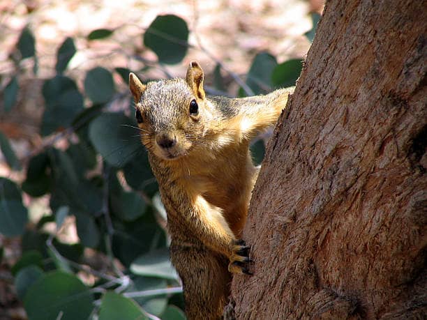 What Do Squirrels Hate The Most? What Is The Best Way To Repel? 