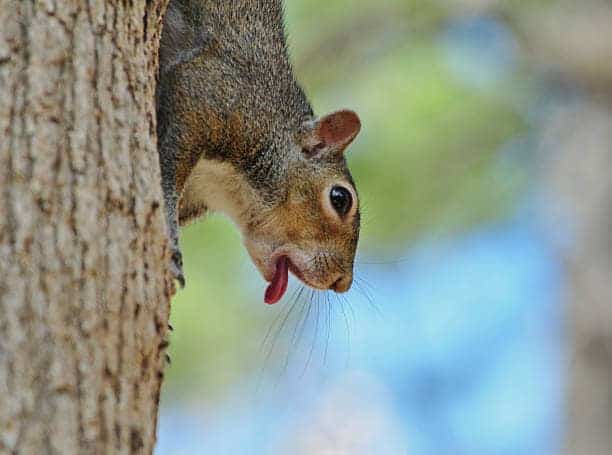 5 Strong Smells! What Do Squirrels Hate The Most?