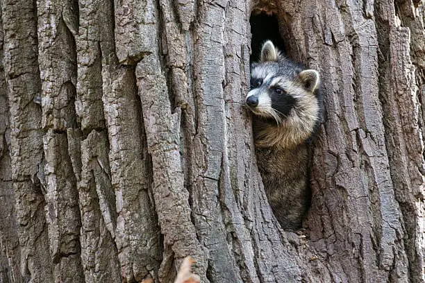 raccoons nest 