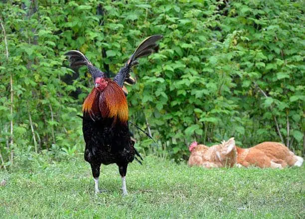 Why Do Roosters Flap Their Wings