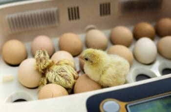How Long Can Incubated Eggs Go Without Heat? (In Cold!)