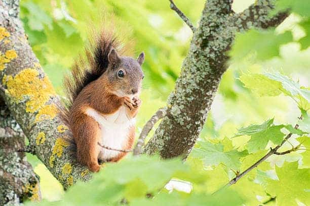 What Do Squirrels Hate The Most? What Is The Best Way To Repel?