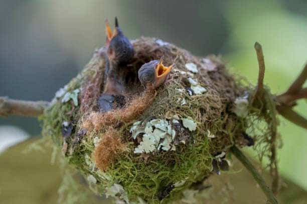 How To Tell If A Mother Bird Has Abandoned Her Nest