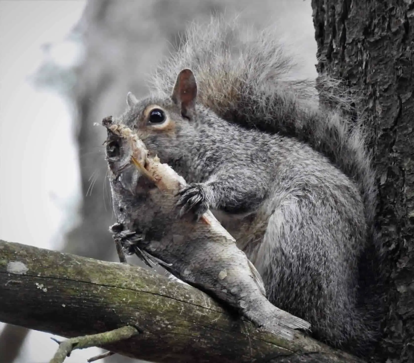 do squirrels eat meat