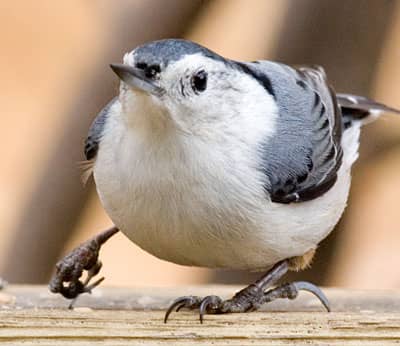 Can A Bird Broken Leg Heal On Its Own?