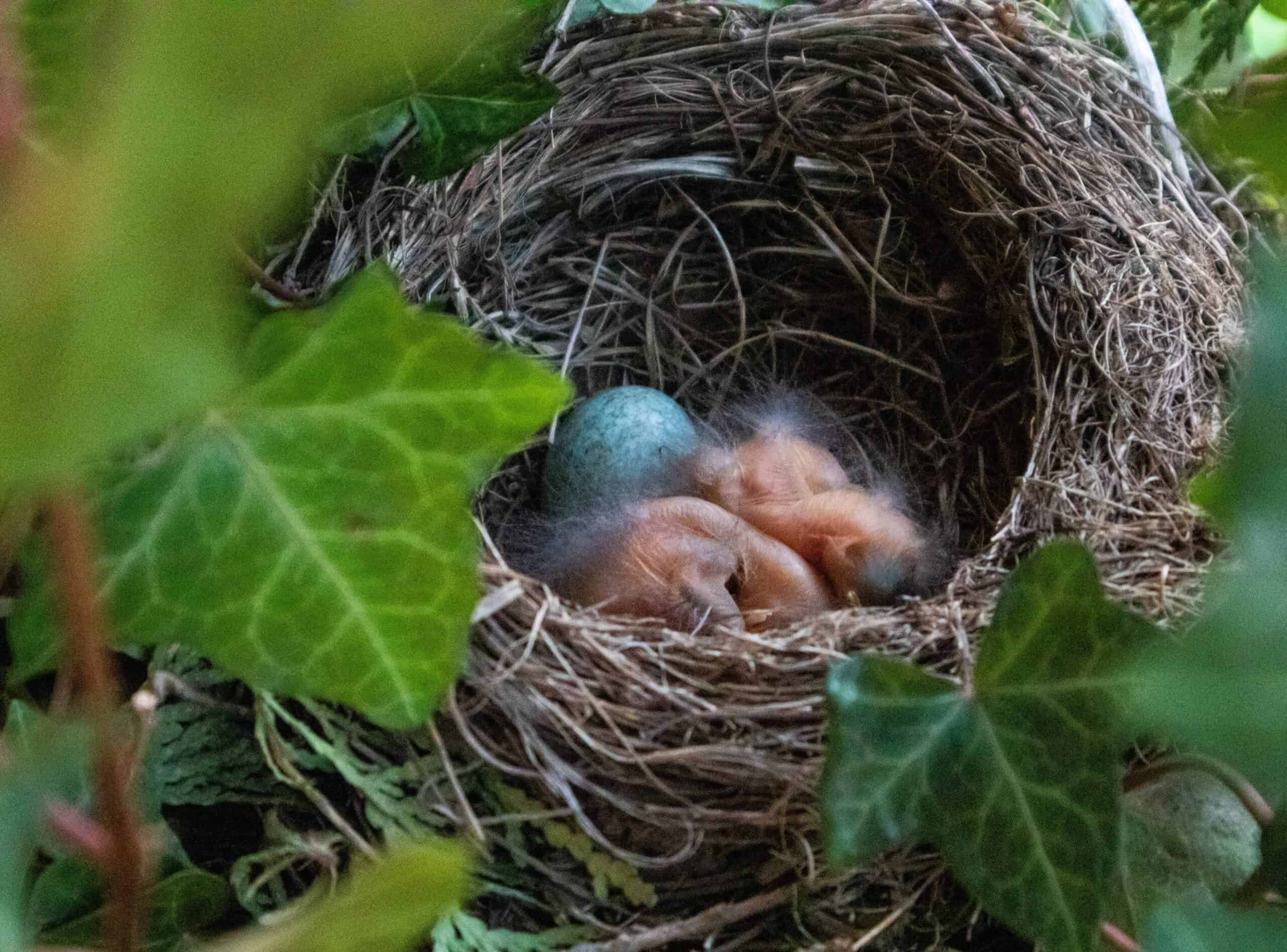 How To Tell If A Mother Bird Has Abandoned Her Nest