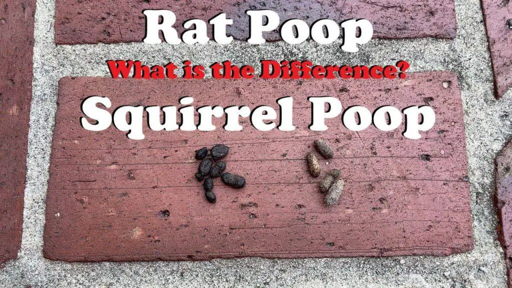 What Does Squirrels Poop Look & Smells Like? (What Color?)