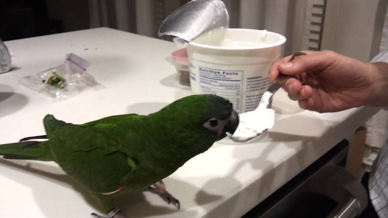 Can Birds Eat Yogurt