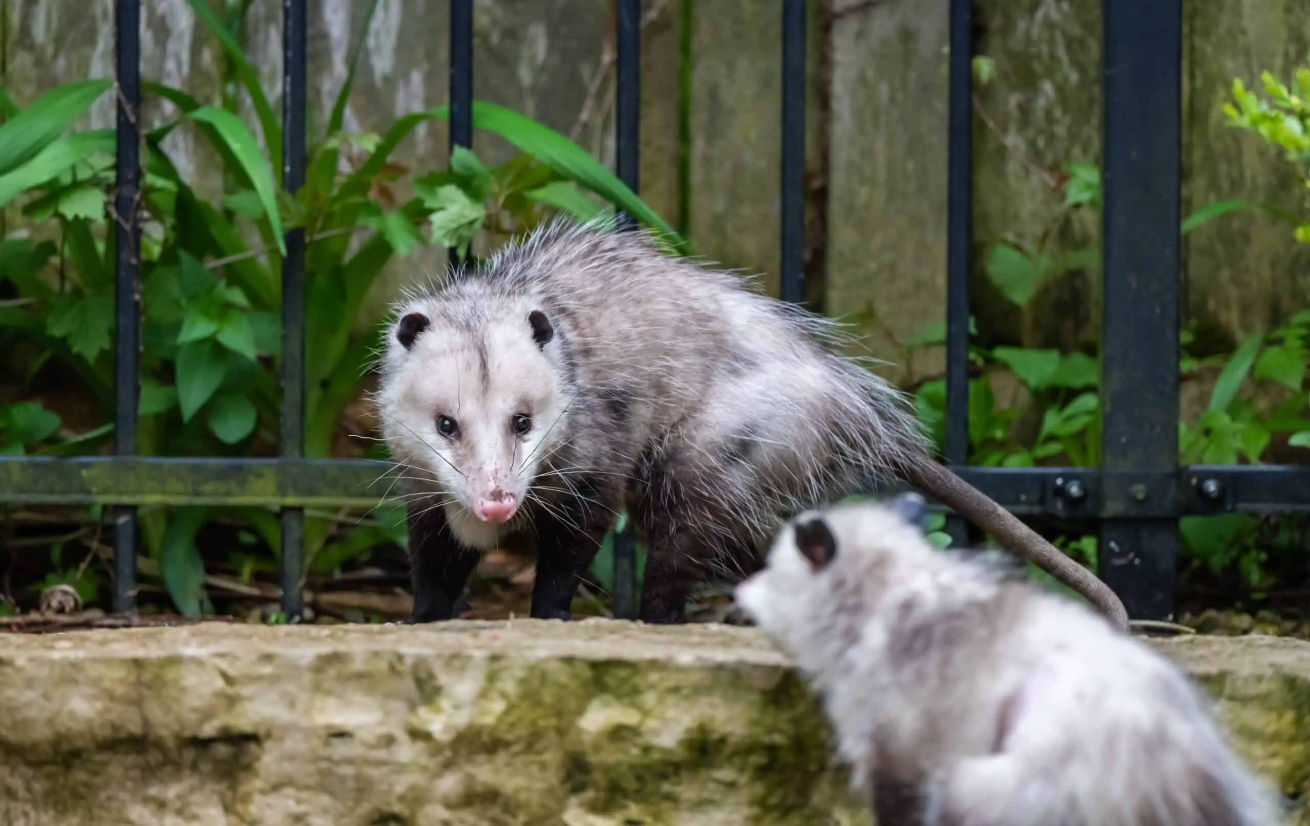 Do Opossums Eat Meat? What Animal Do They Eat For Meat? Cats?